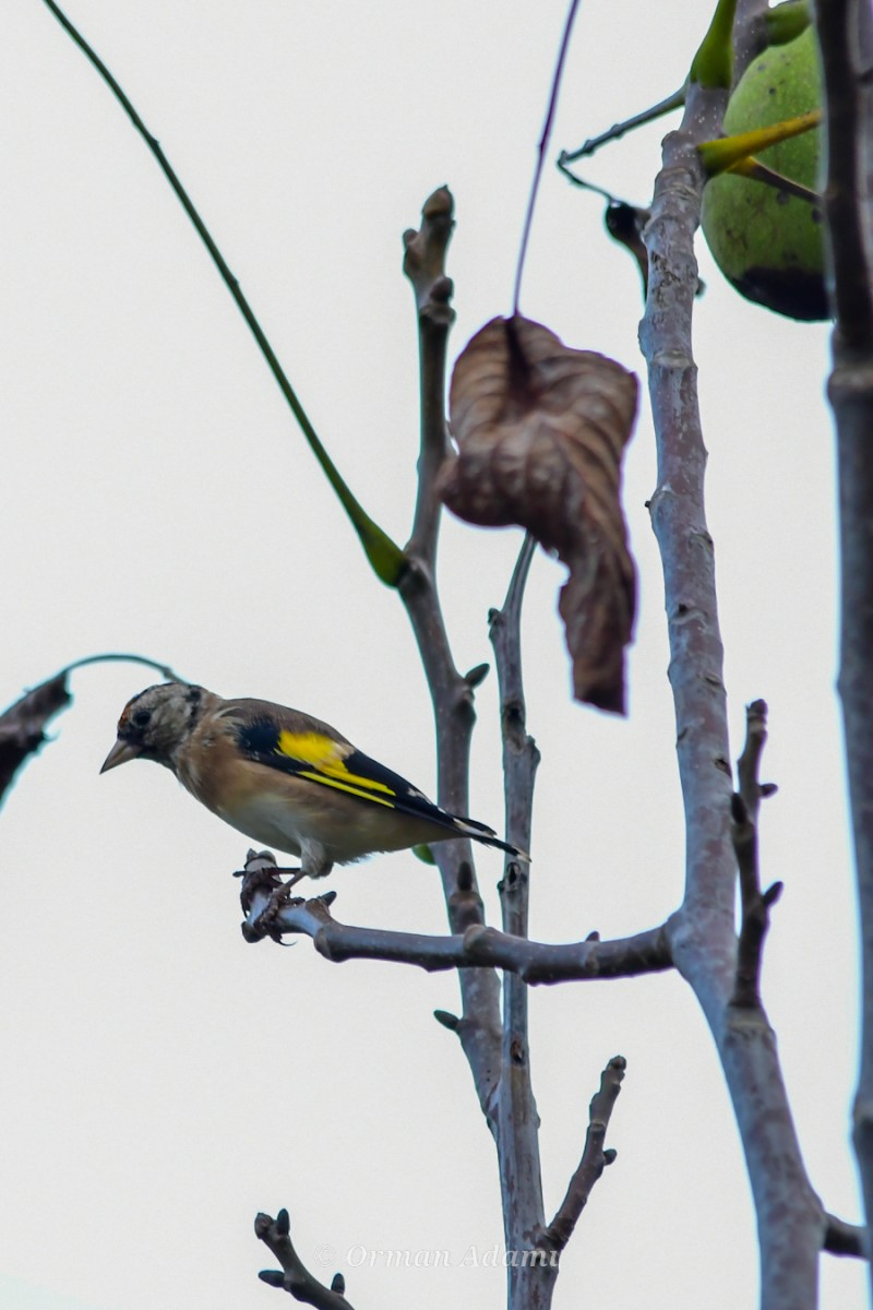 European Goldfinch