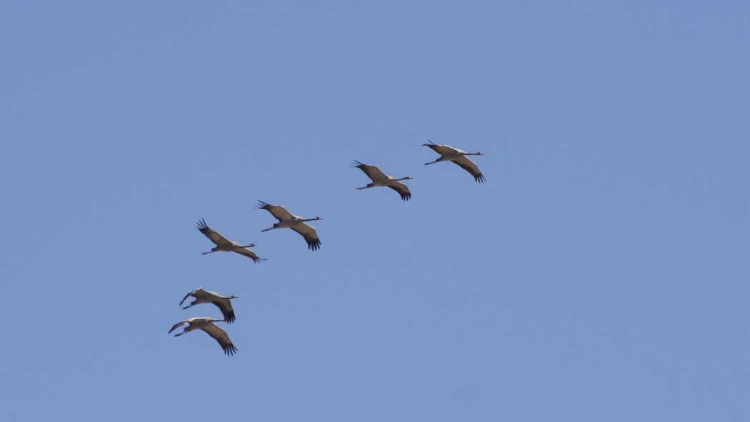 Common Crane