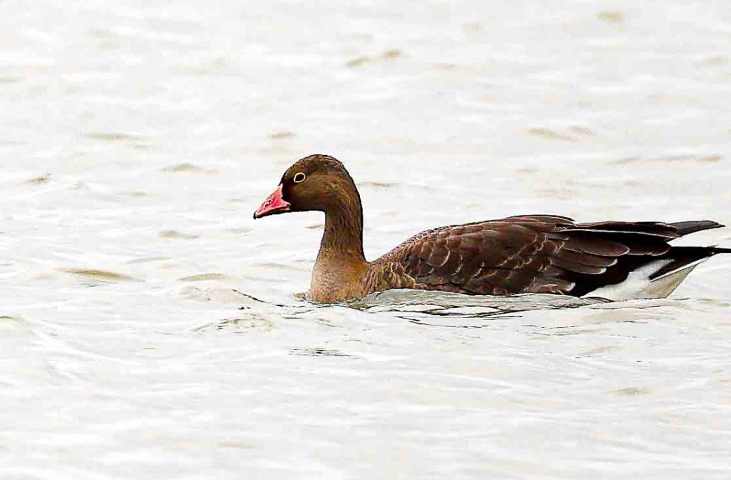 Lesser White-fronted Goose