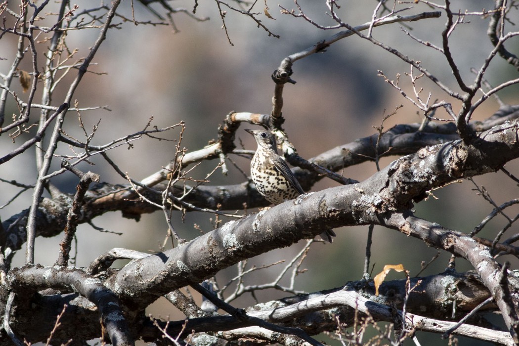 Song Thrush