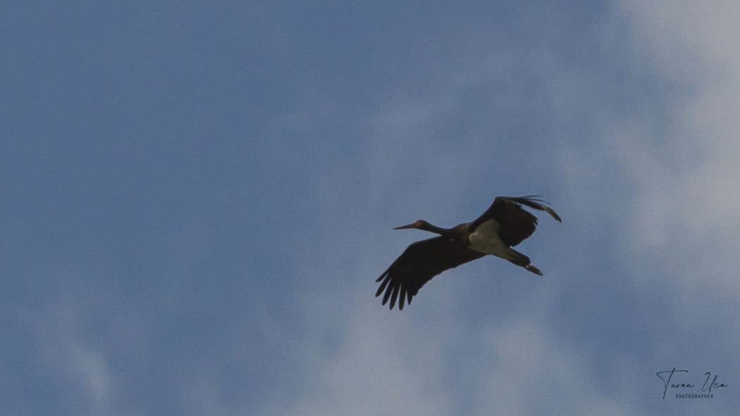 Black Stork