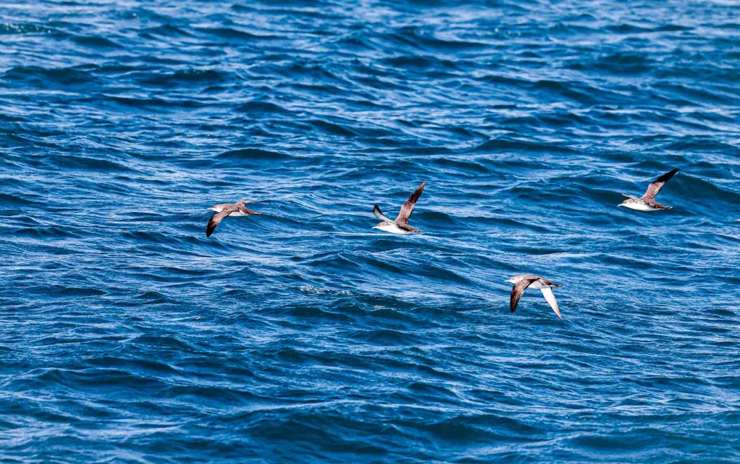 Yelkouan Shearwater
