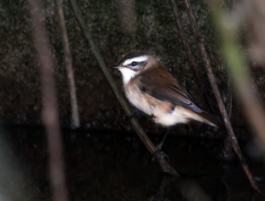 Moustached Warbler