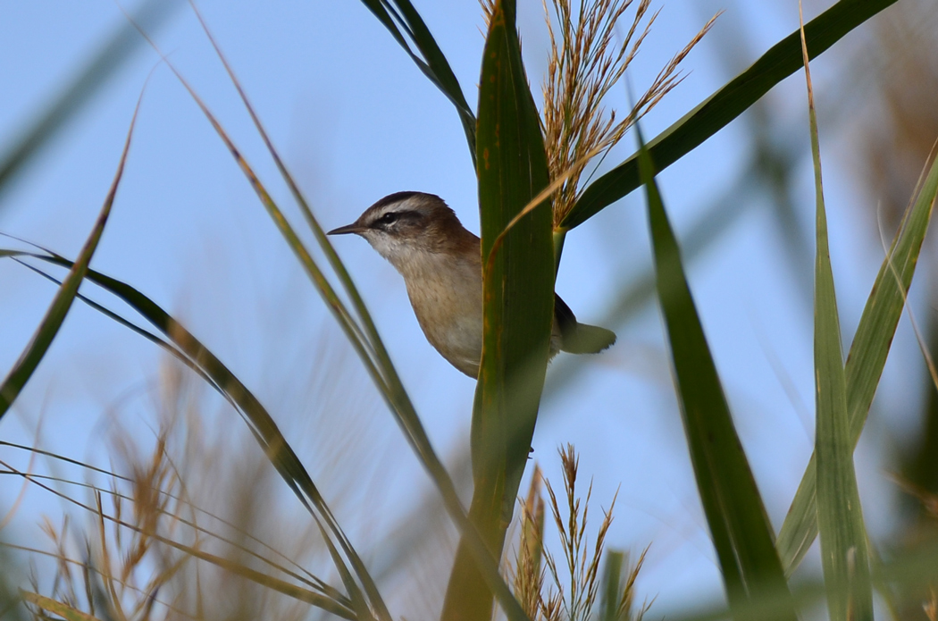 Moustached Warbler
