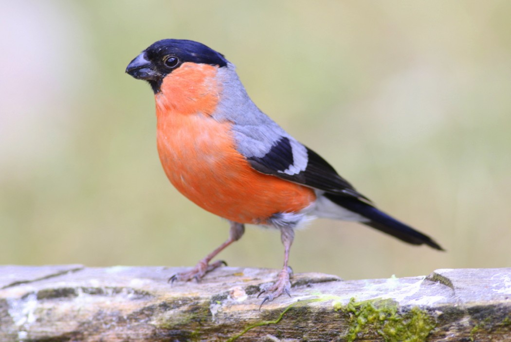 Eurasian Bullfinch
