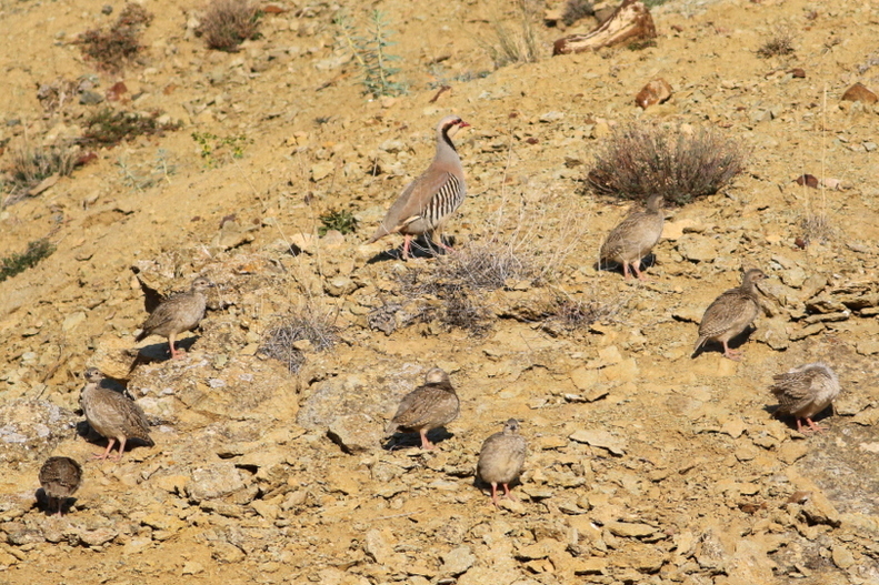 Chukar Partridge