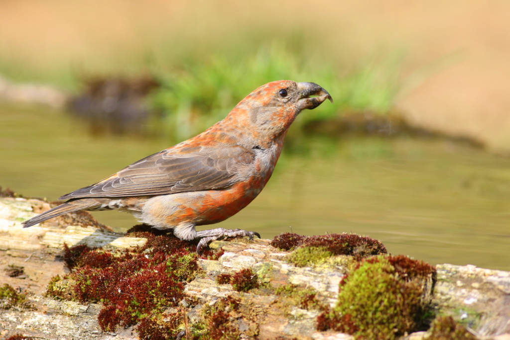 Red Crossbill