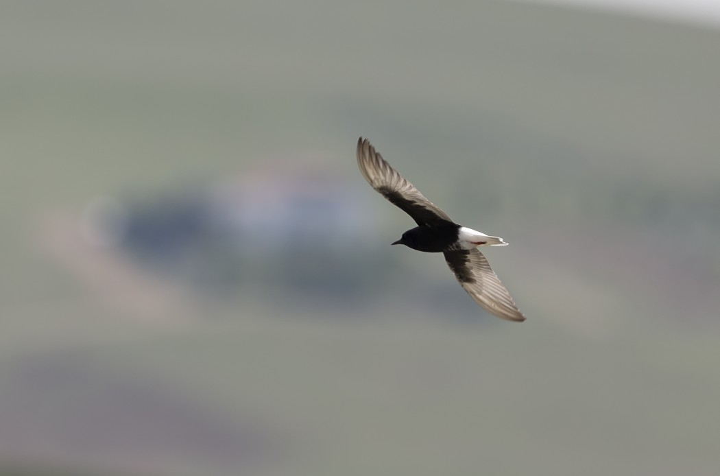 White-winged Tern