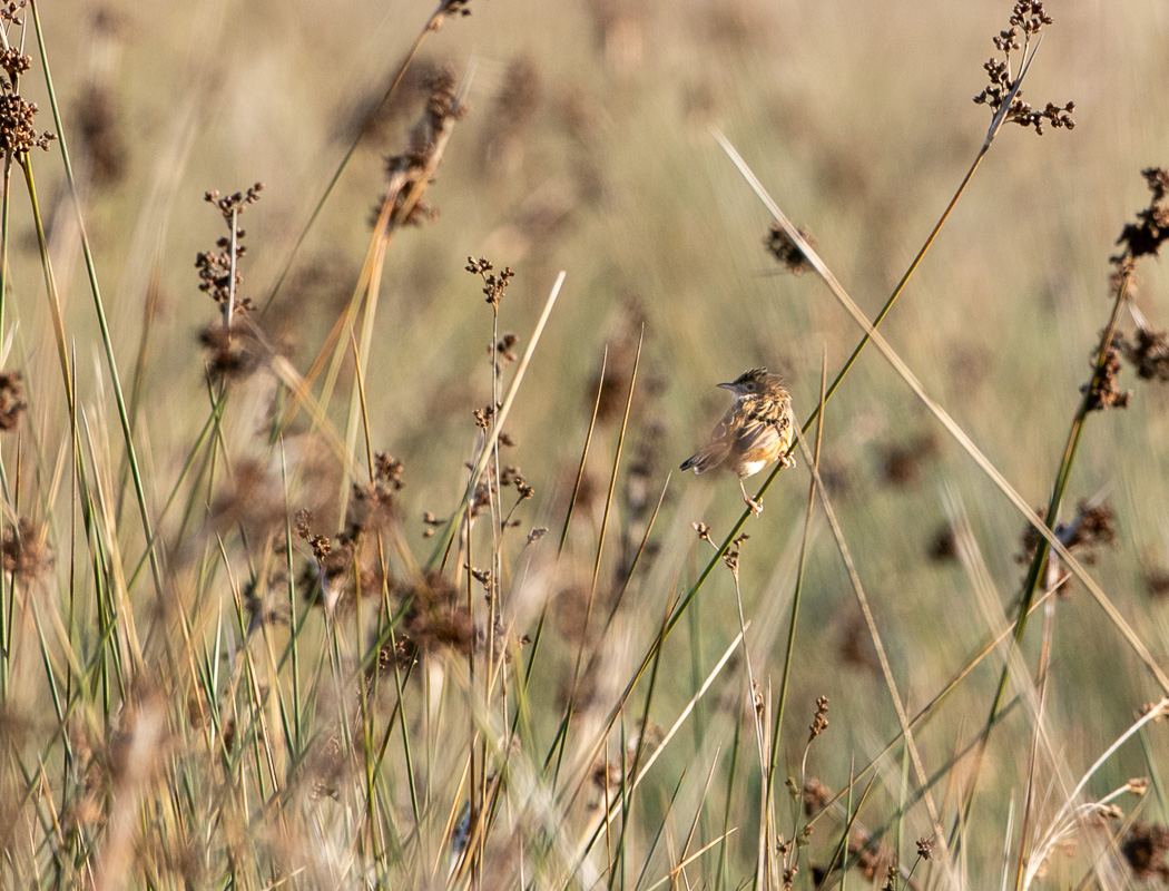 Zitting Cisticola