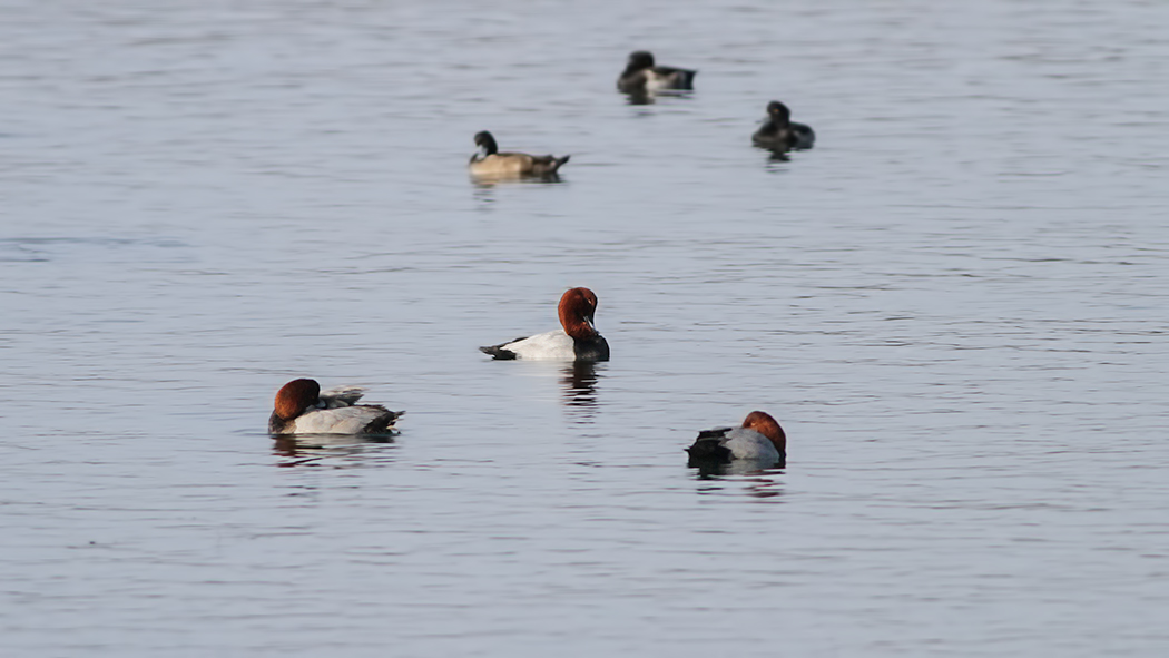 Common Pochard