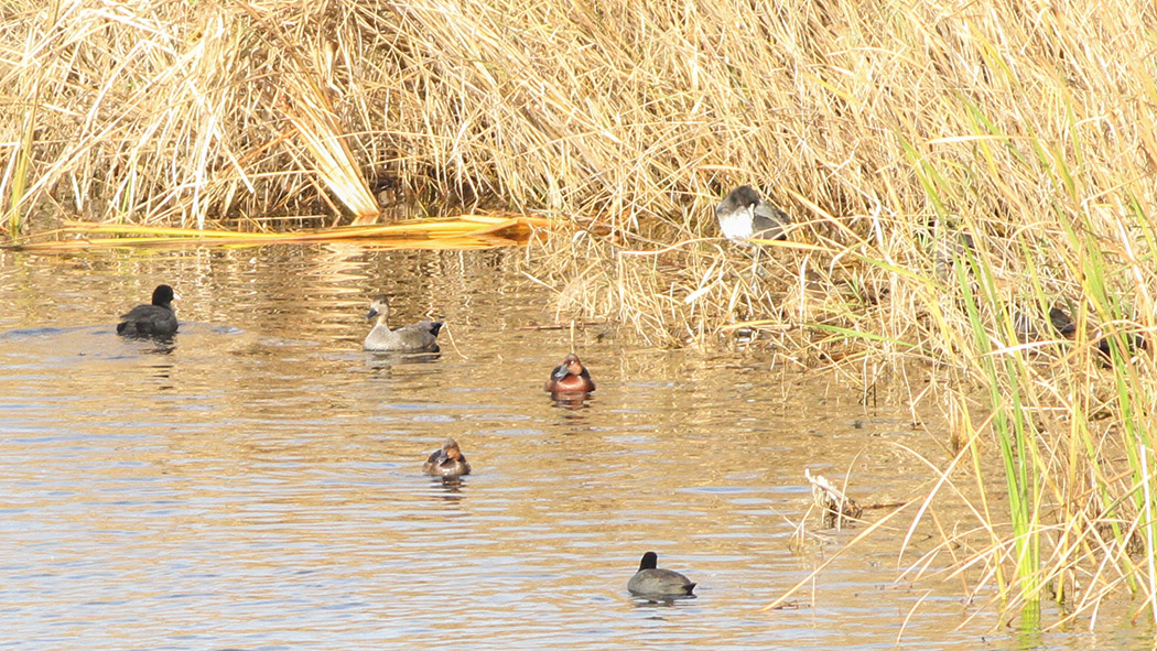 Ferruginous Duck