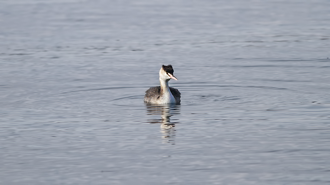 Great Crested Grebe