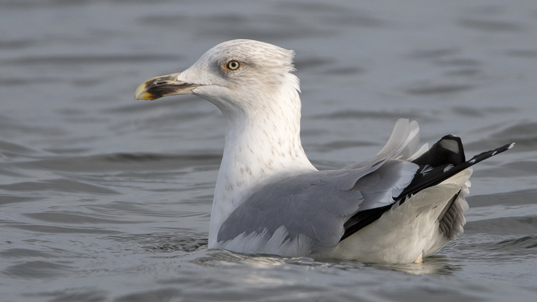 Caspian Gull