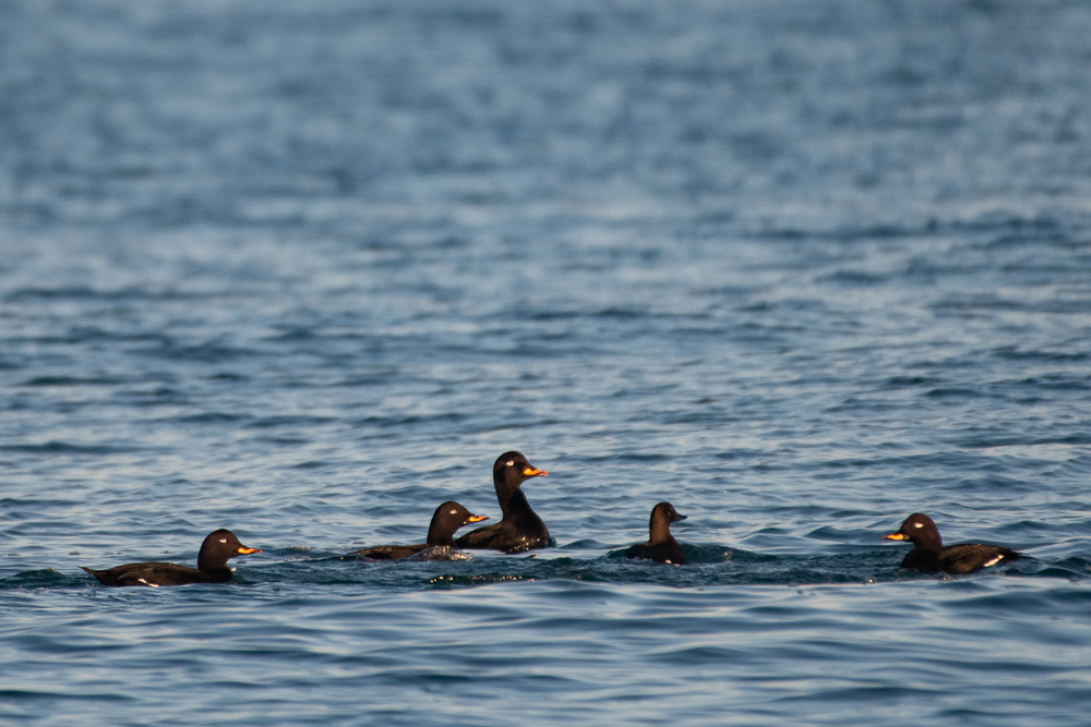 Velvet Scoter