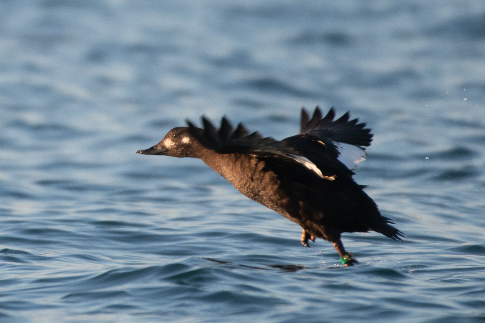 Velvet Scoter