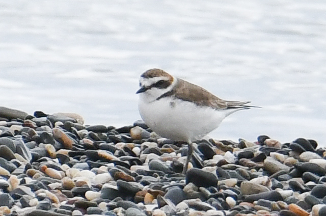 Kentish Plover