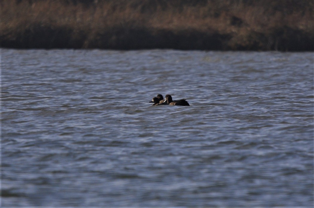 Greater Scaup