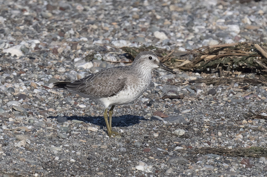 Red Knot