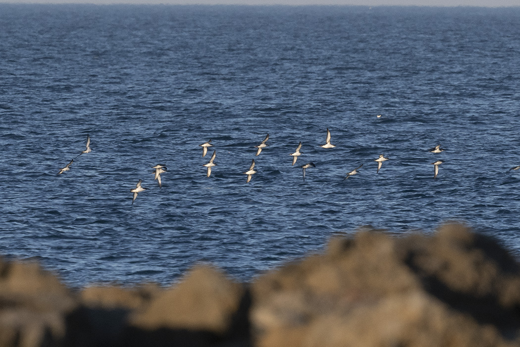 Yelkouan Shearwater