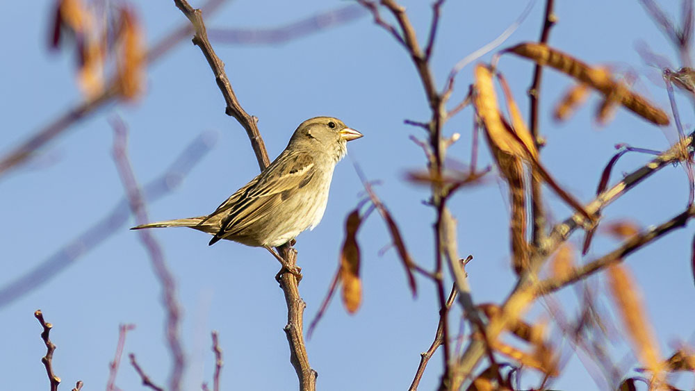 House Sparrow