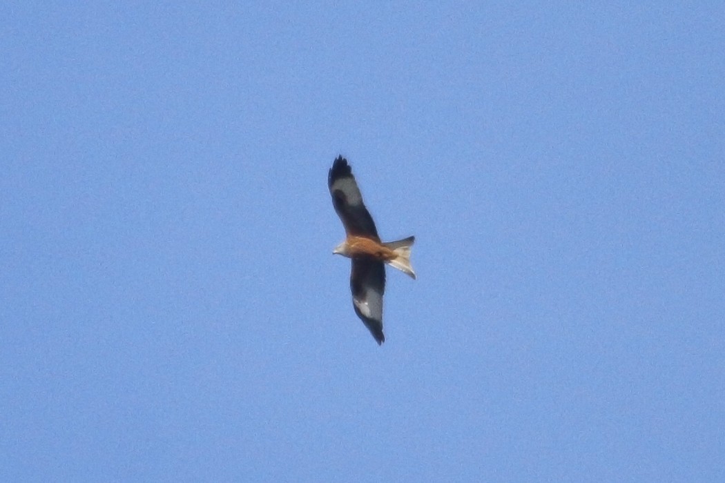 Red Kite