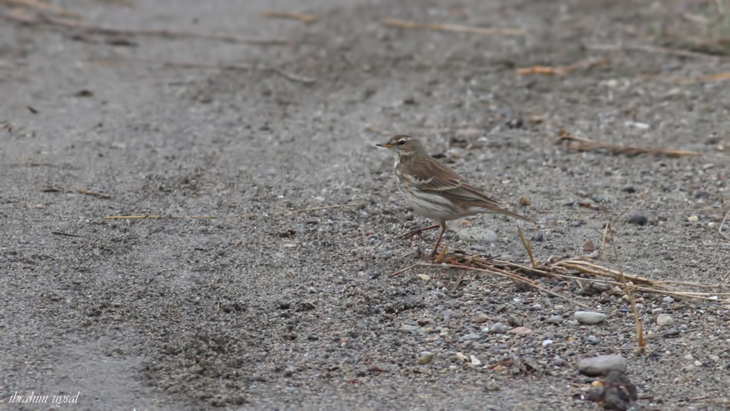 Water Pipit