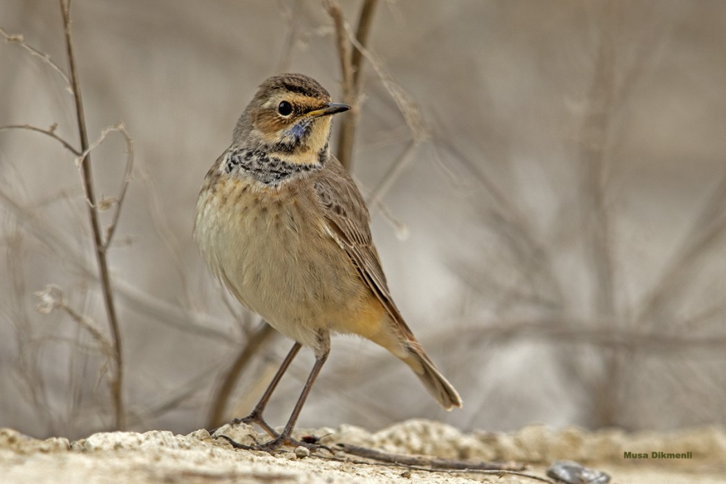 Bluethroat