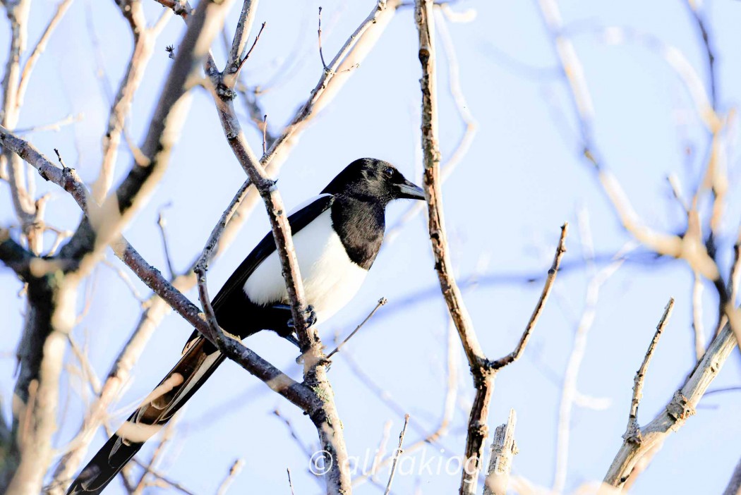Eurasian Magpie