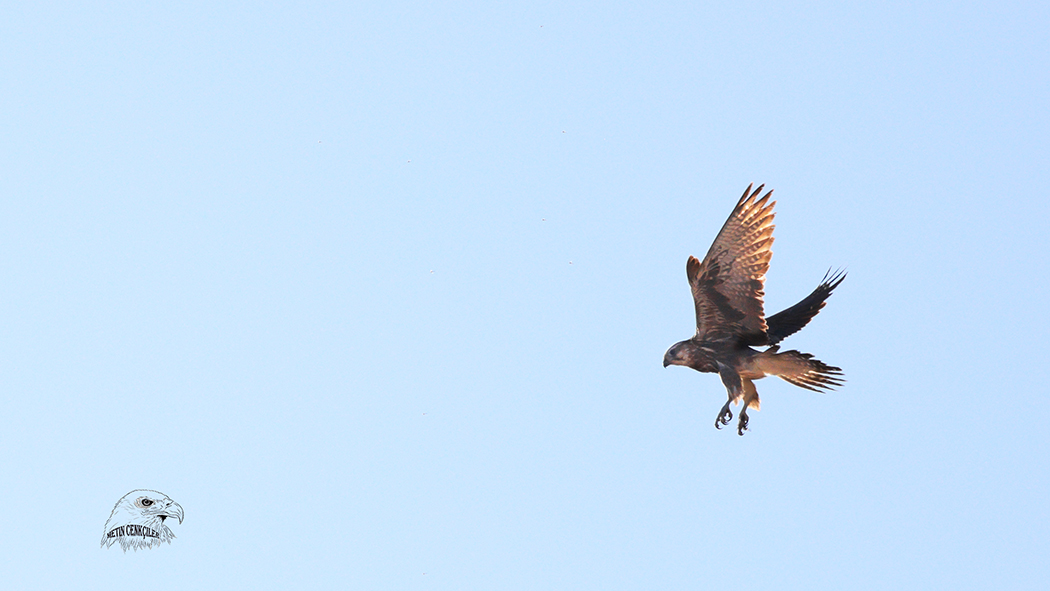 Saker Falcon