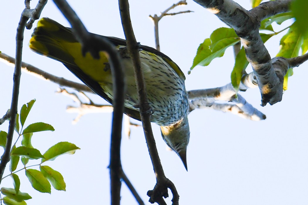 Eurasian Golden Oriole