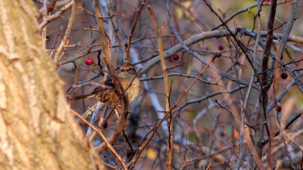 Dunnock