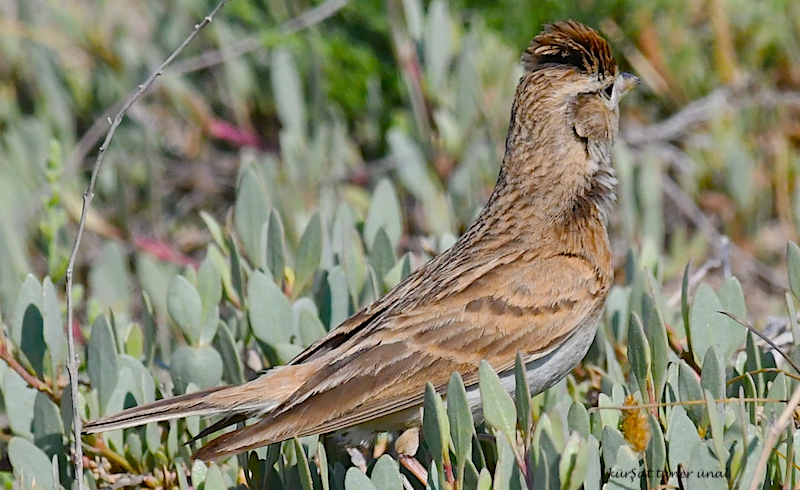 Eurasian Skylark