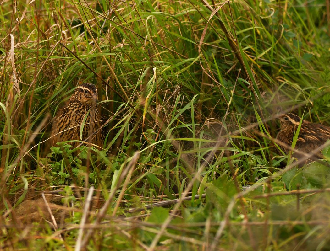 Common Quail