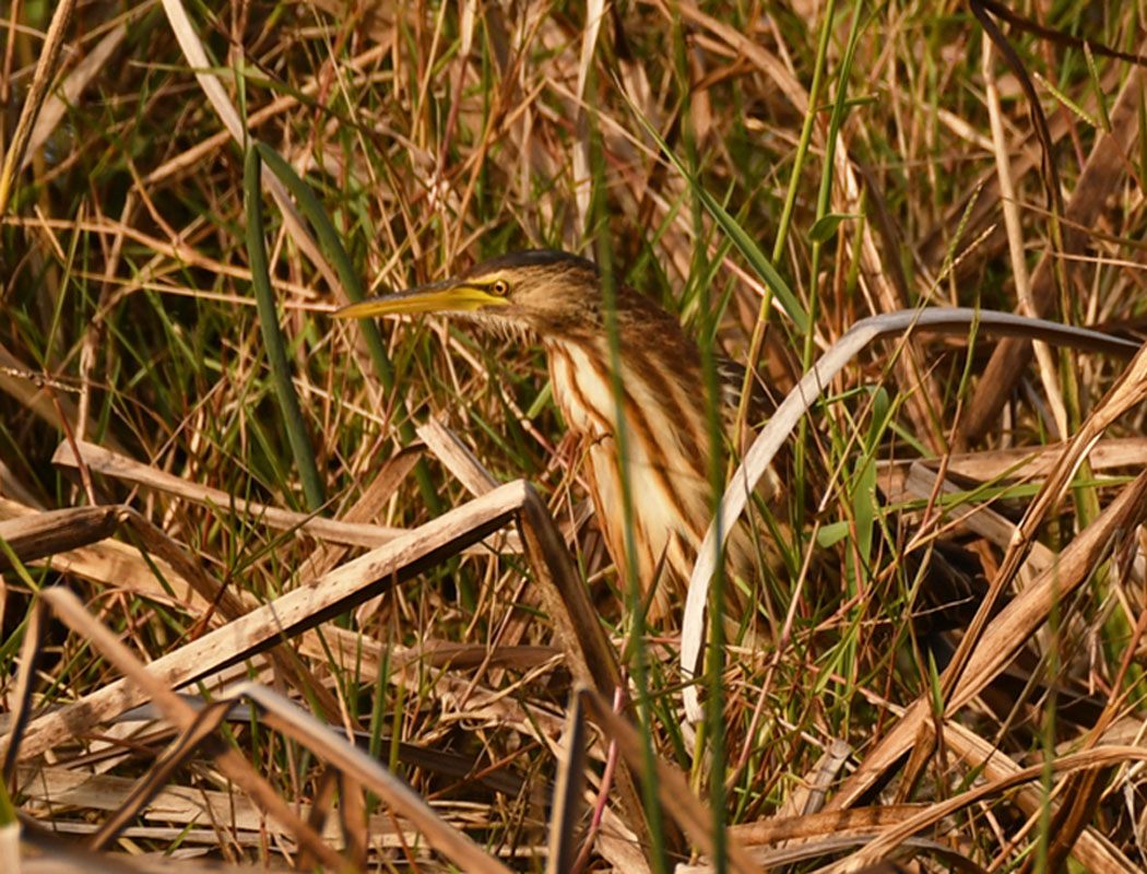 Little Bittern