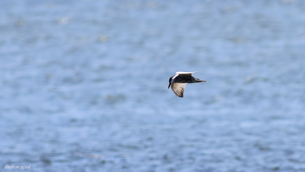 Whiskered Tern