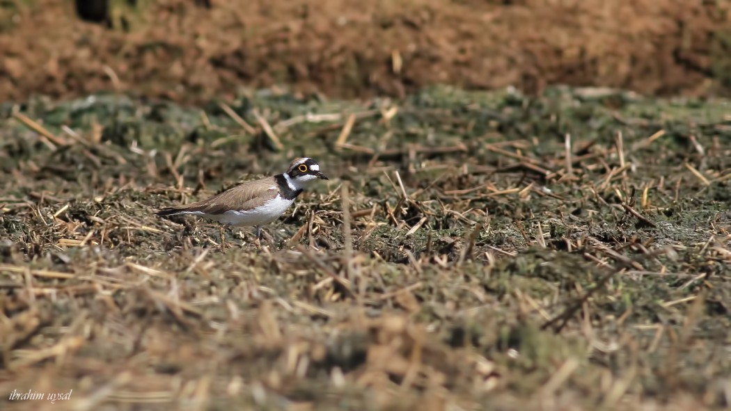 Little Ringed Plover