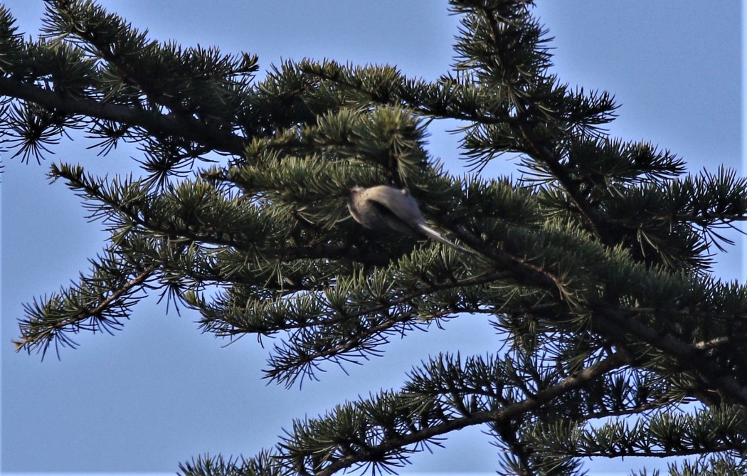 Long-tailed Tit