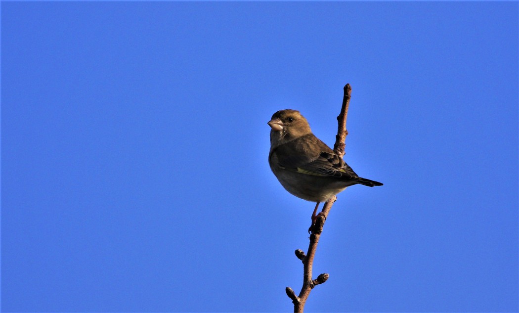 European Greenfinch