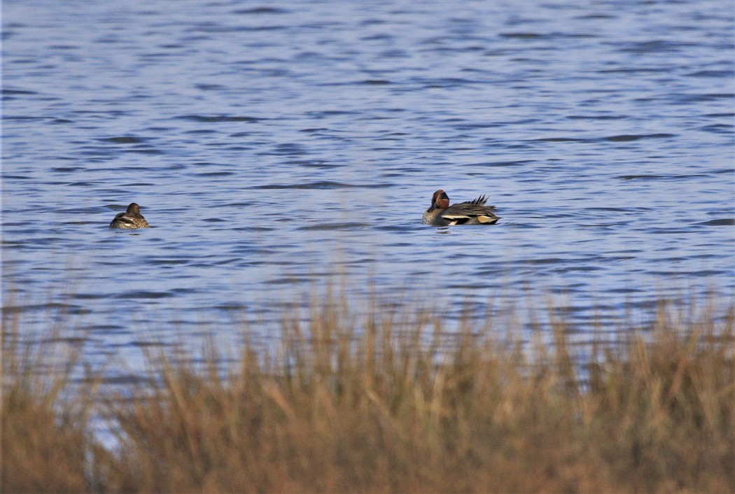 Eurasian Teal