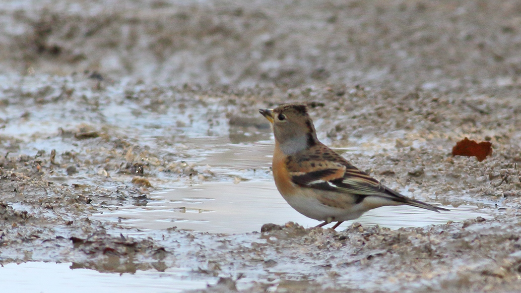 Brambling