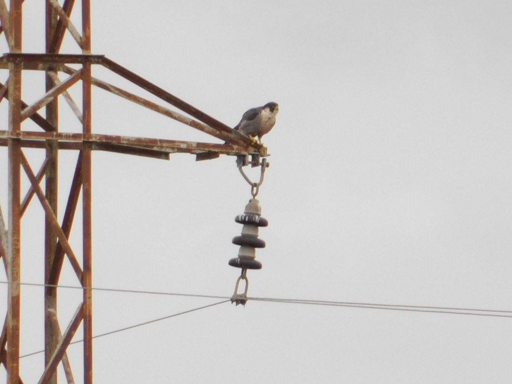 Peregrine Falcon
