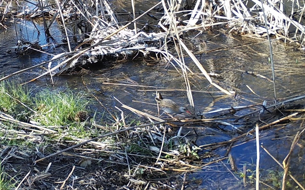 Water Rail