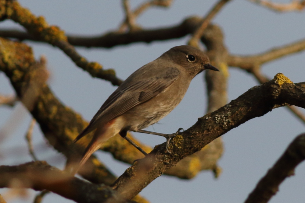 Black Redstart