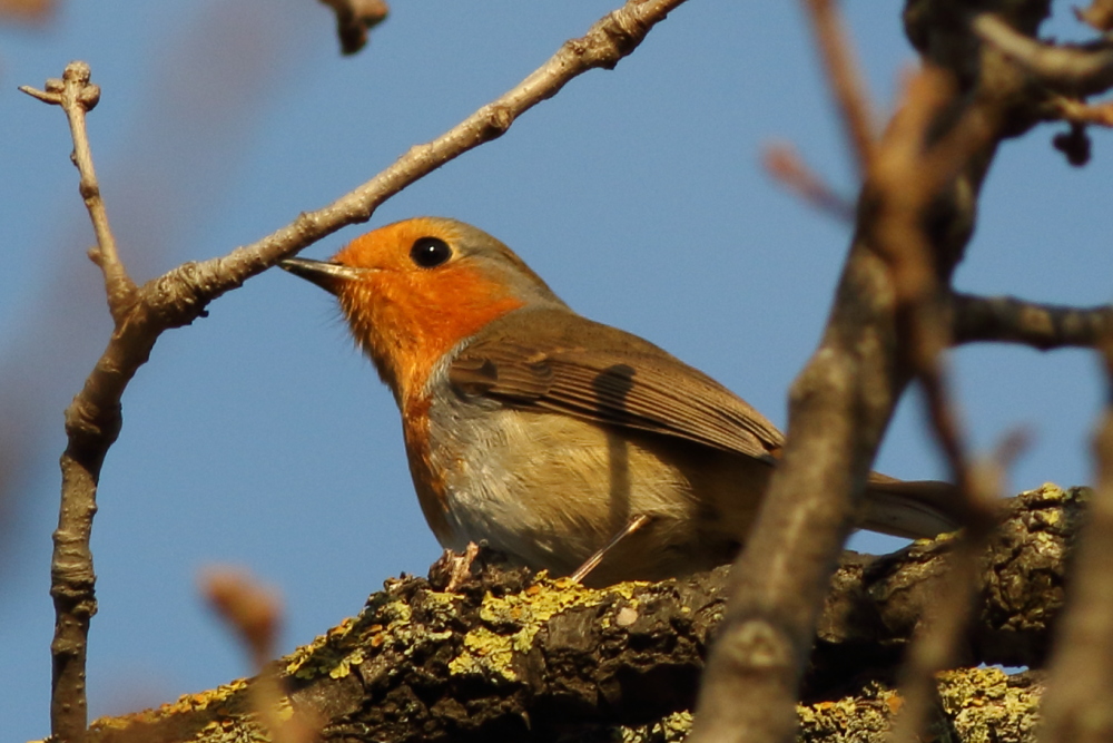 European Robin