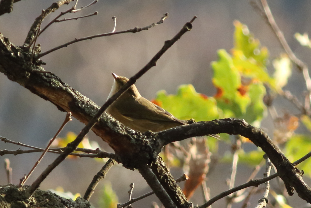 Common Chiffchaff