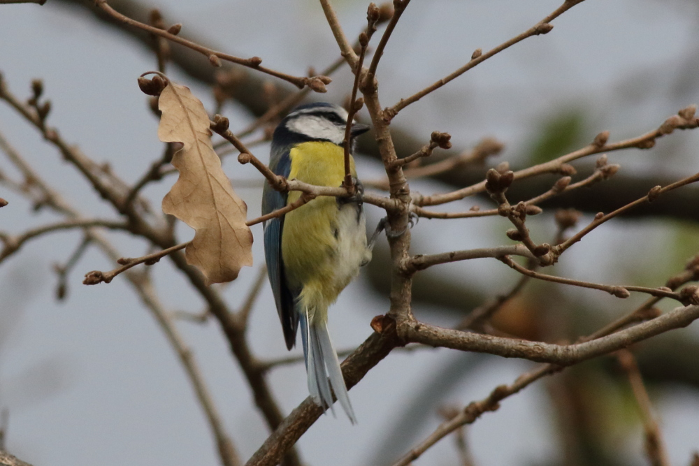 Eurasian Blue Tit