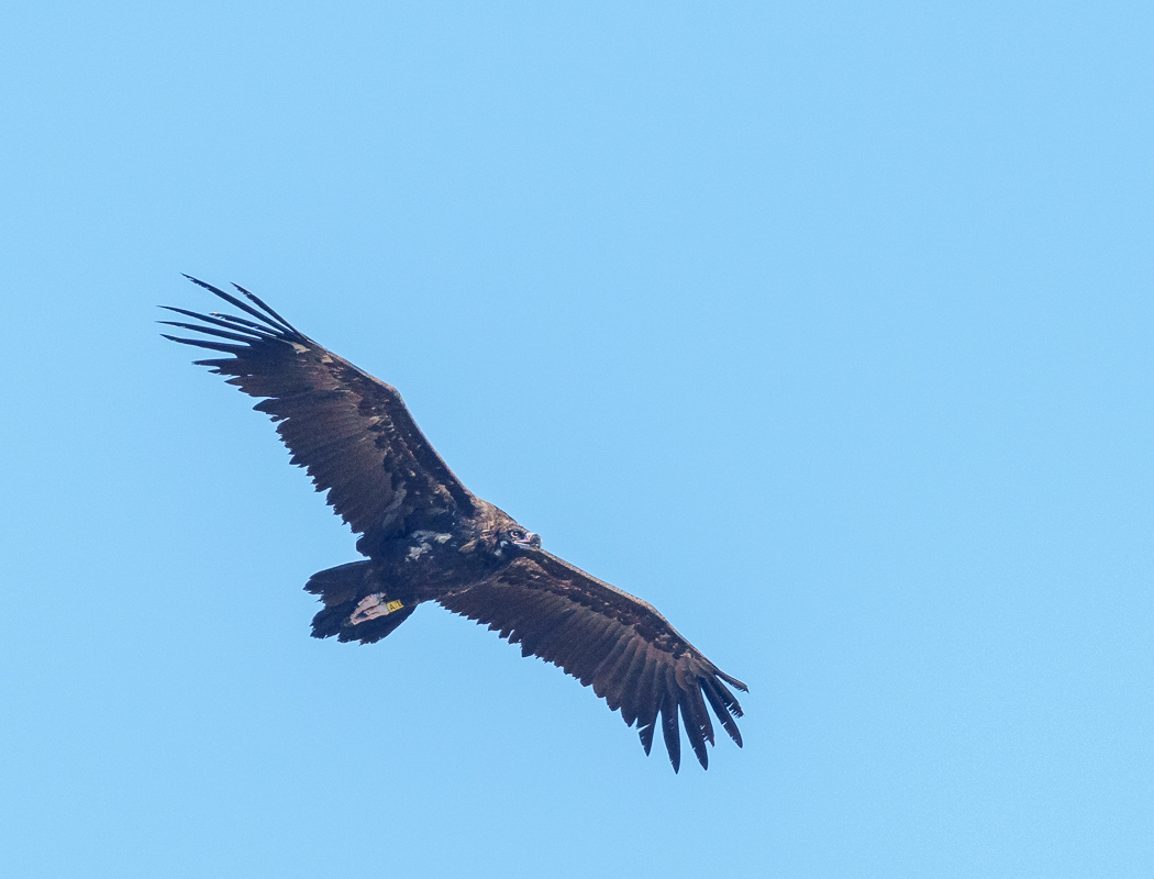 Cinereous Vulture