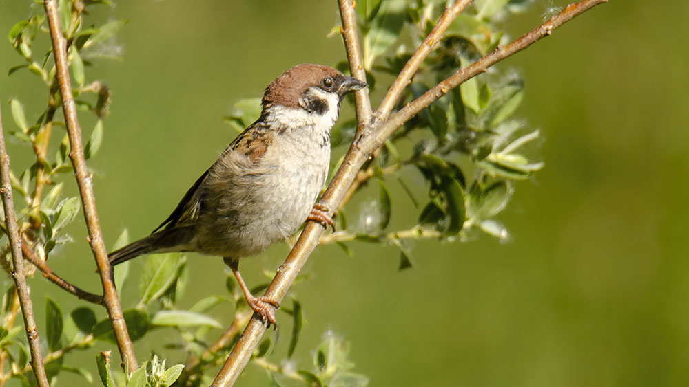 Eurasian Tree Sparrow