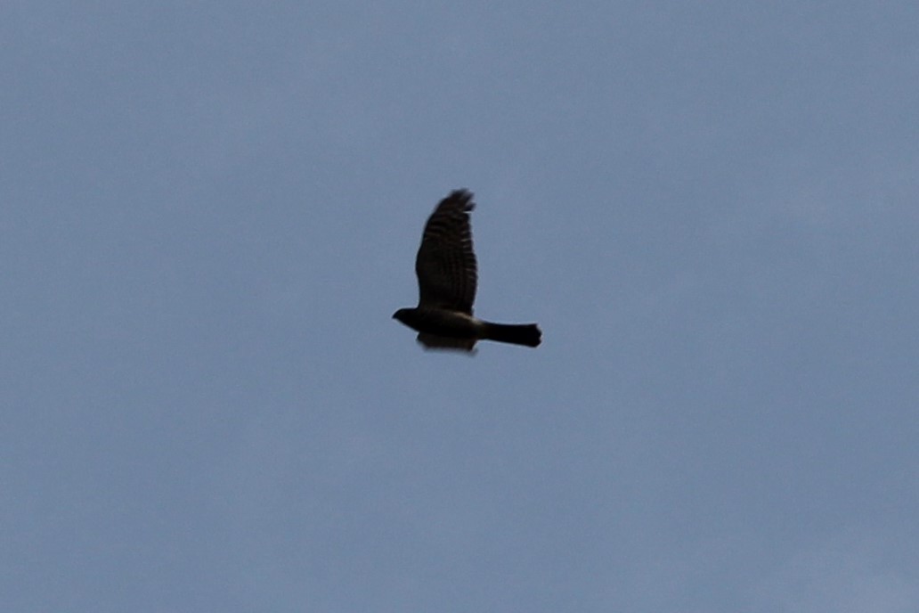 Eurasian Sparrowhawk