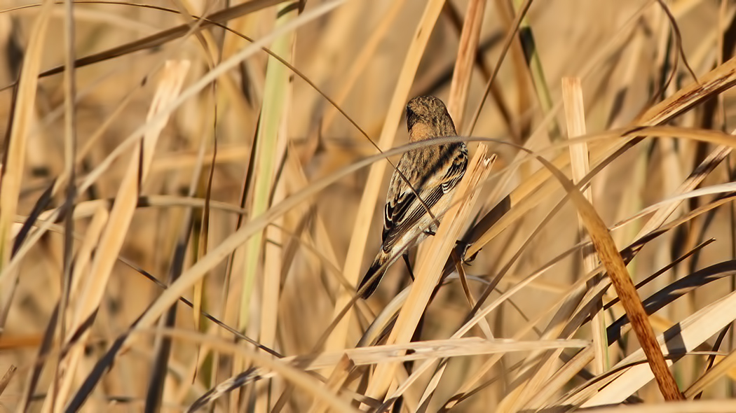 European Stonechat